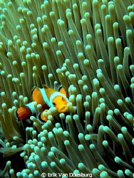 Full frame Clownfish. Different take on the usual subject. by Erik Van Doesburg 